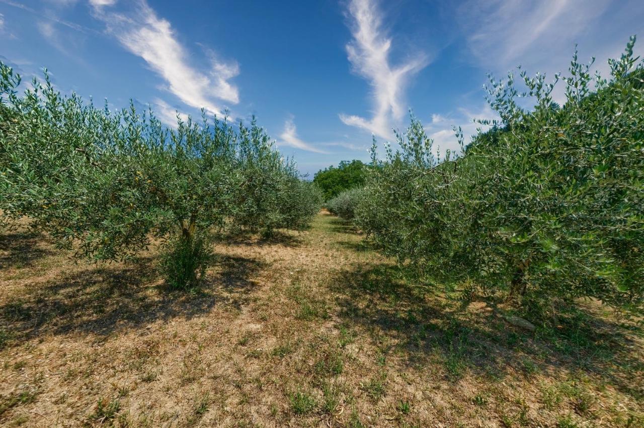 - L'aia Di Trippa All'aria * Borgo San Lorenzo